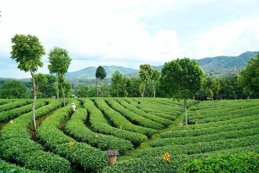 引进优质茶企 激发产业活力